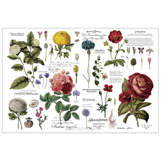 Decor Transfer Vintage Botanical XXL